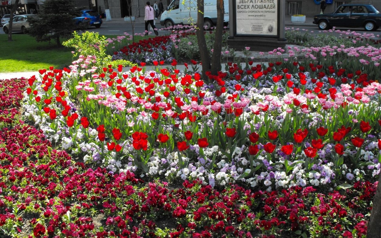 Городские клумбы из тюльпанов