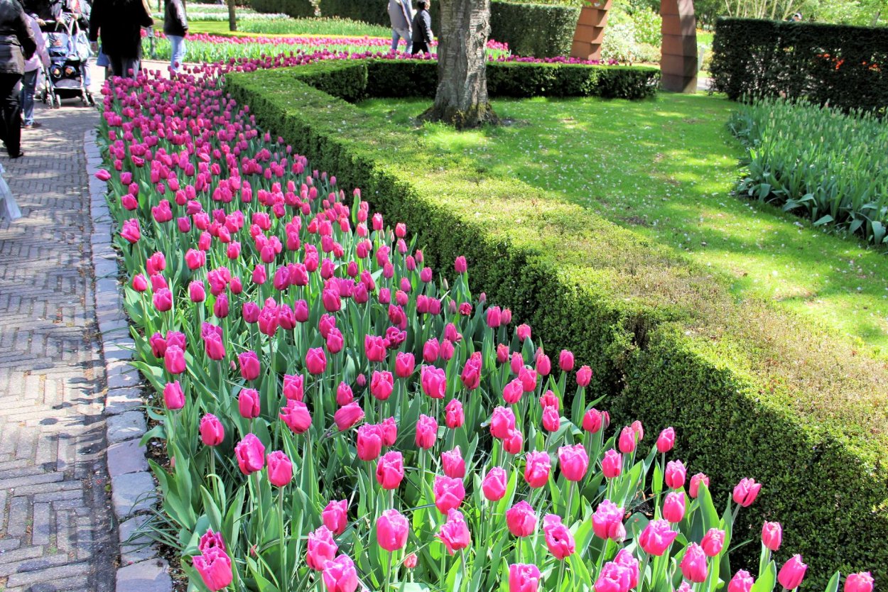 Однолетние луковичные тюльпаны