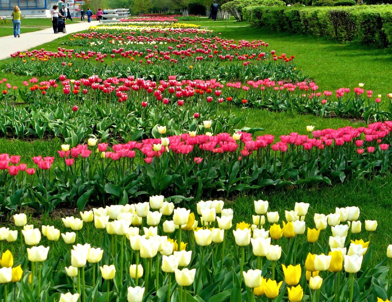 Тюльпан Нарцисс Крокус гортензия