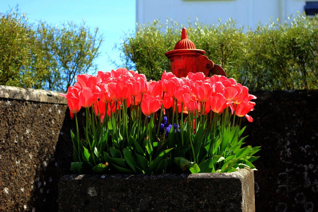 Клумба с тюльпанами