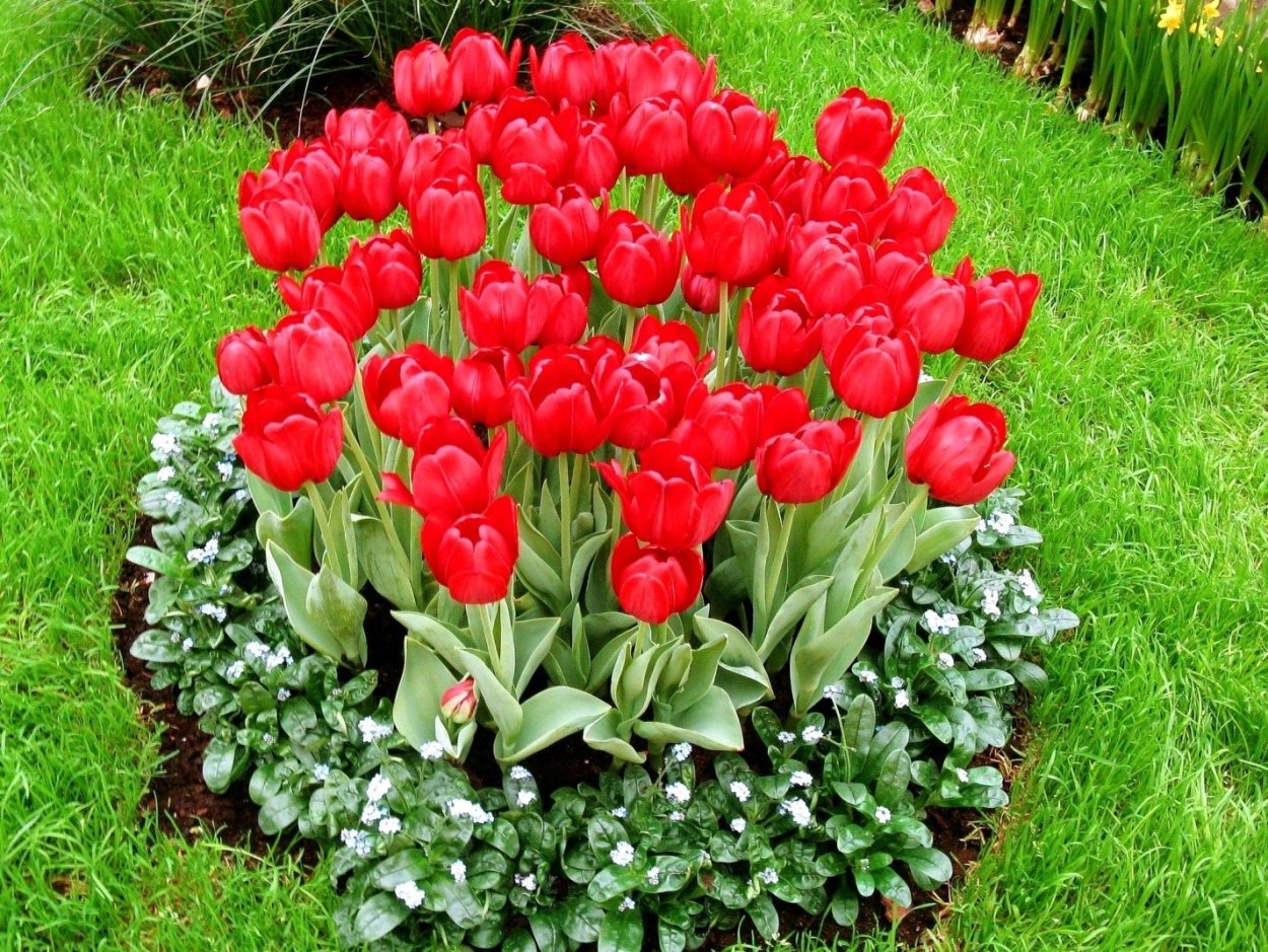 Голландия нарциссы