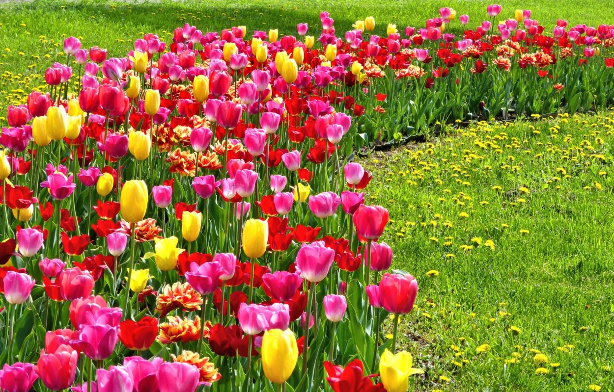 Клумба с тюльпанами летом