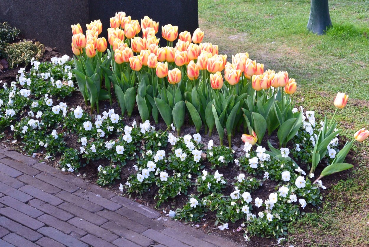 Самарский парк Победы клумбы