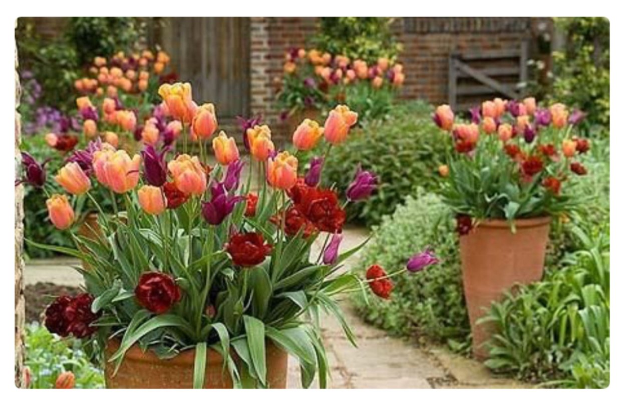 Рабатка с тюльпанами