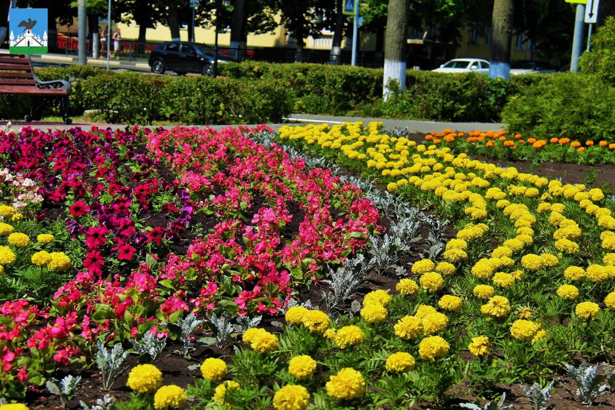 Рабатка с тюльпанами