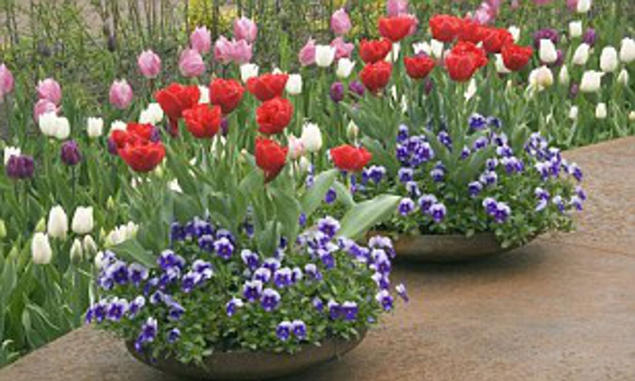Тюльпаны в миксбордере