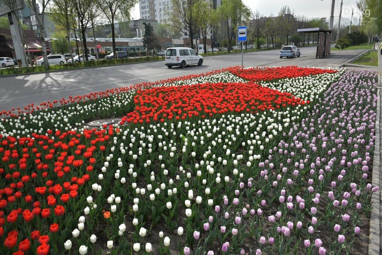 Нарциссы в ландшафте