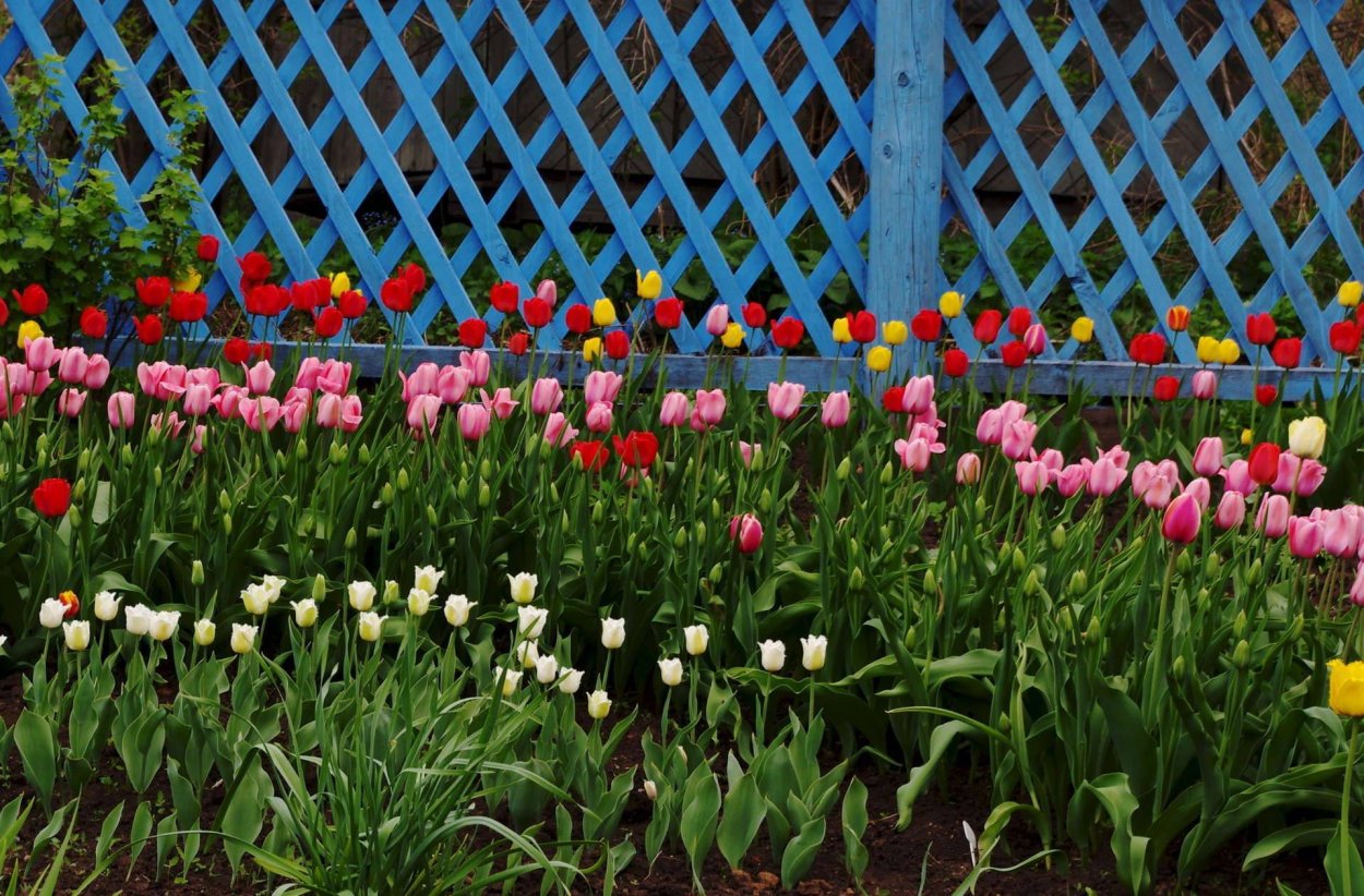 Никитский Ботанический сад луковичные