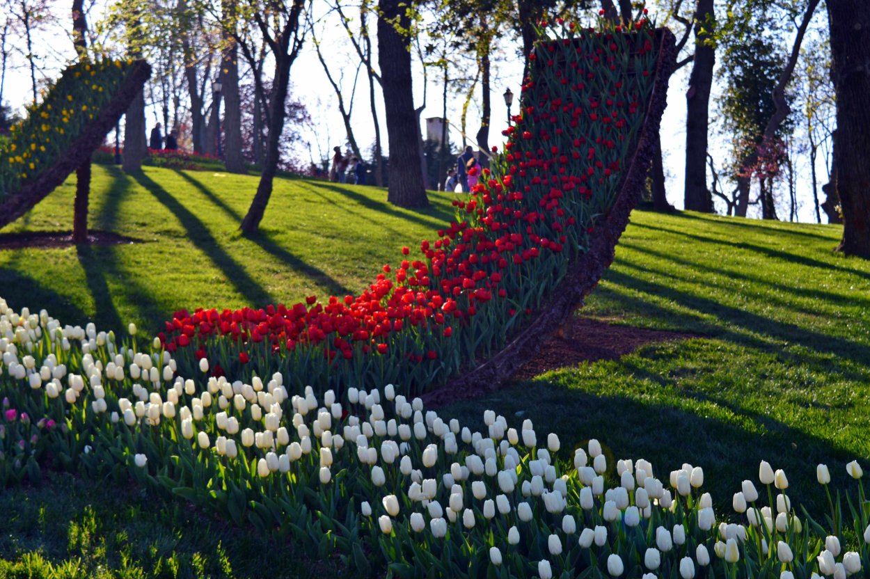 Мускари крокусы тюльпаны