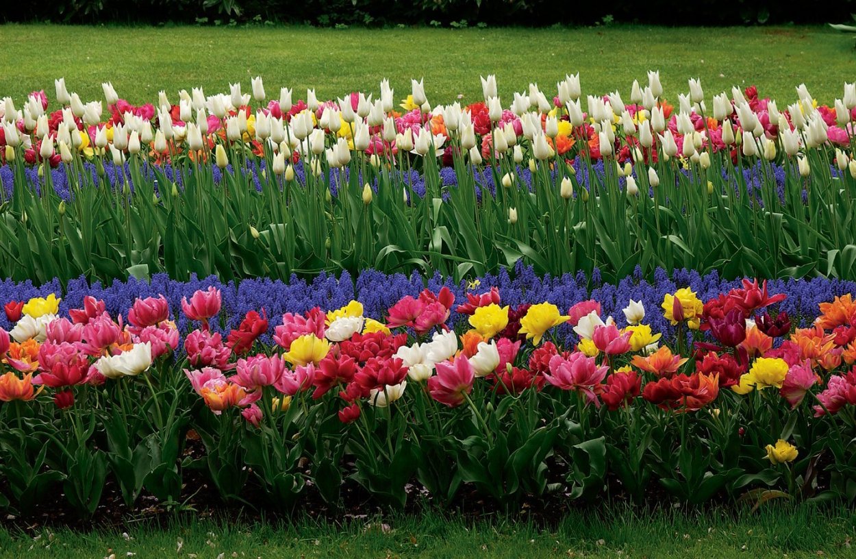 Букетная посадка тюльпанов