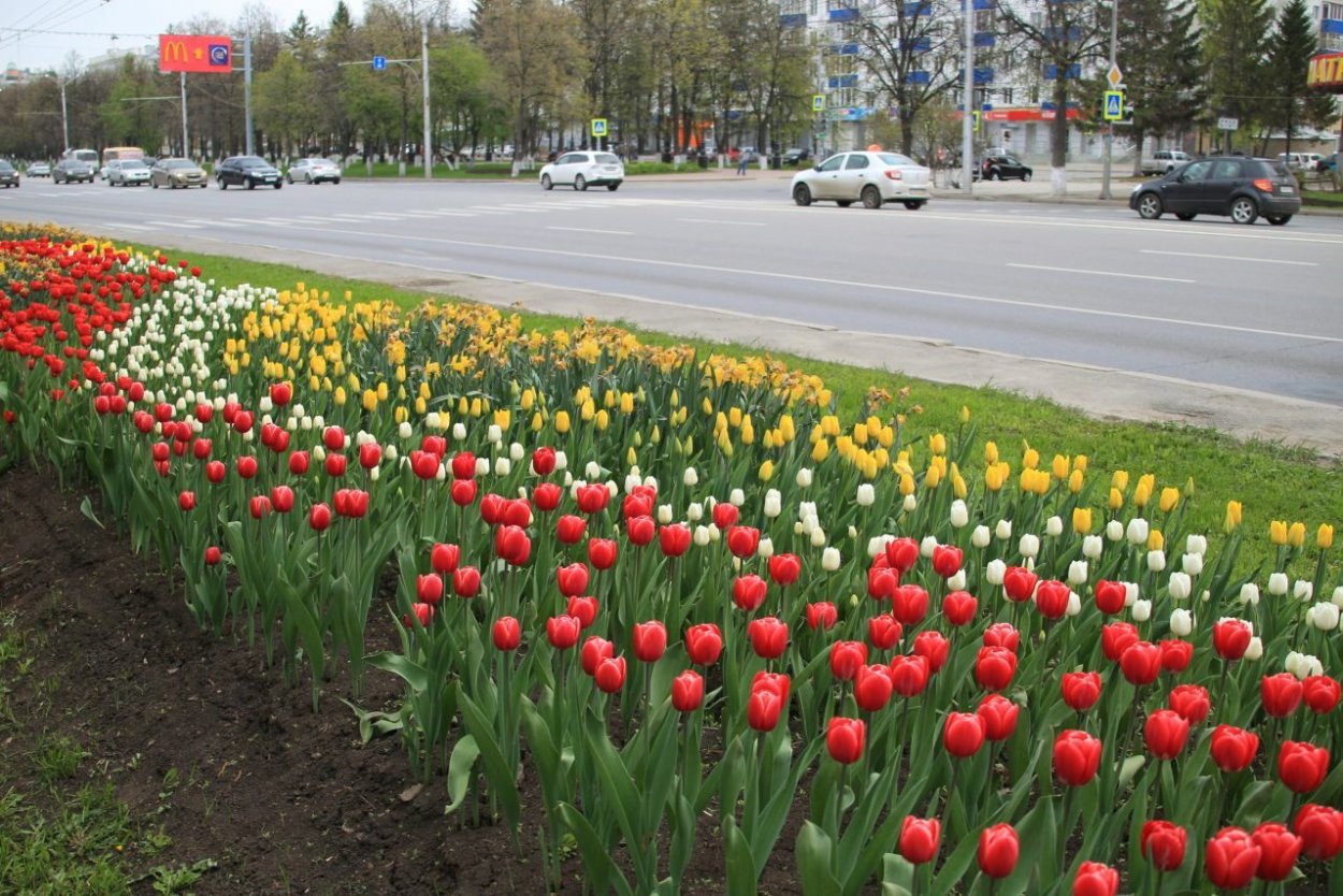 Миксбордеры Кекенхоф