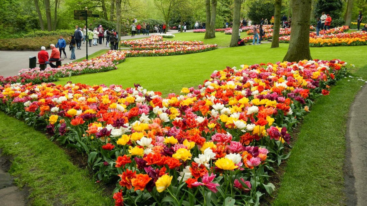 Композиции тюльпанов на клумбе