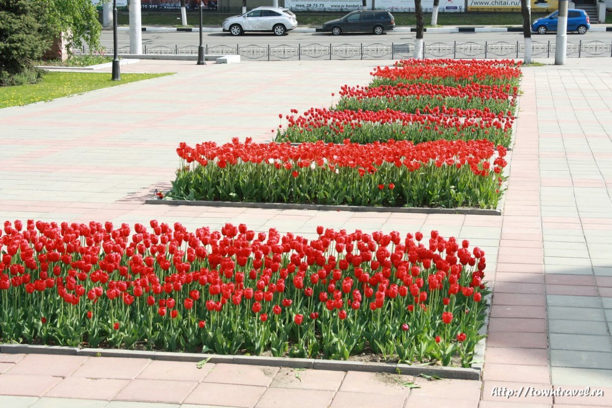 Тюльпаны на грядке