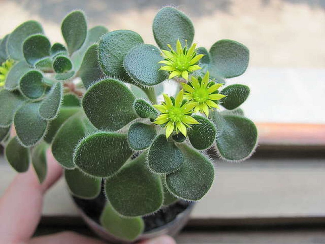 Аихризон Бетанкура