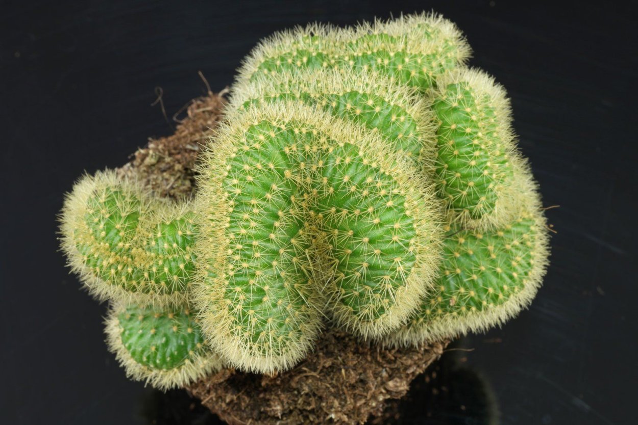 Hildewintera aureispina cristata