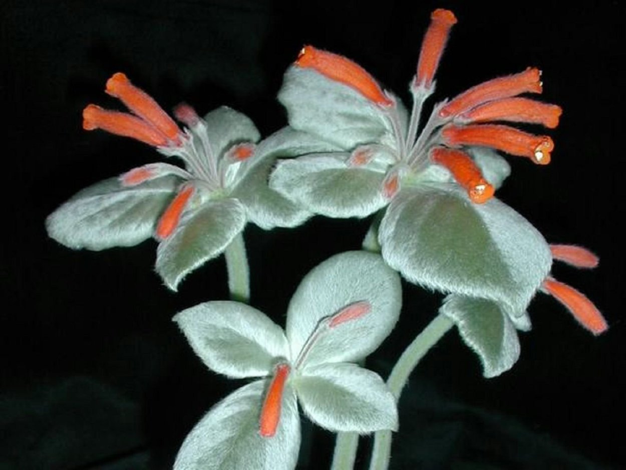 Синингиния леукотрика