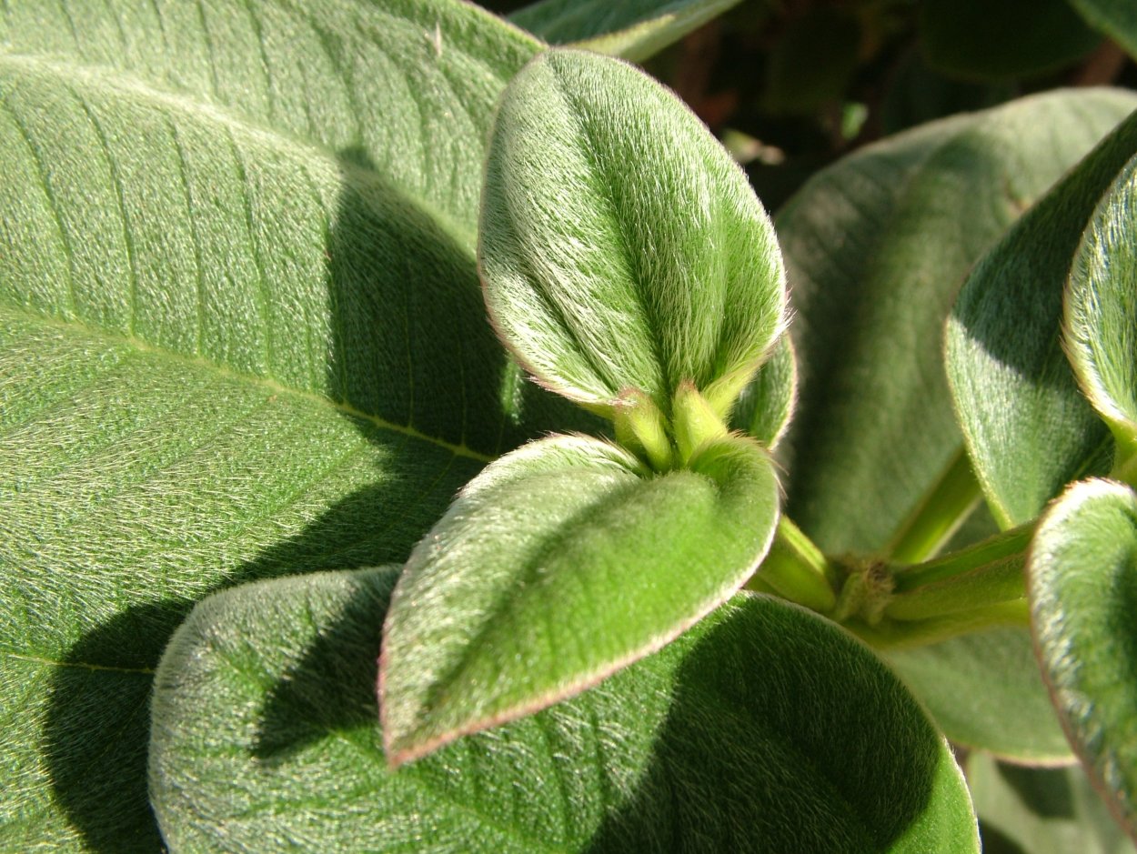 Растение с волосатыми листьями