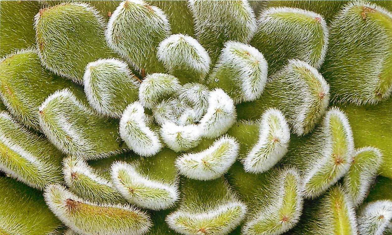 Суккулент толстянка Крассула