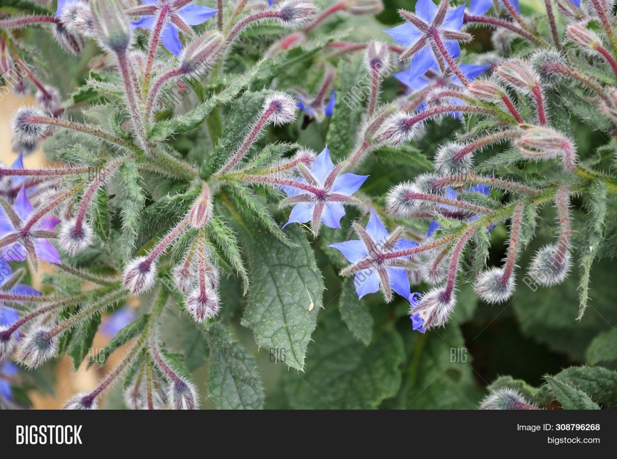 Цветок с мохнатыми листьями и голубыми цветами