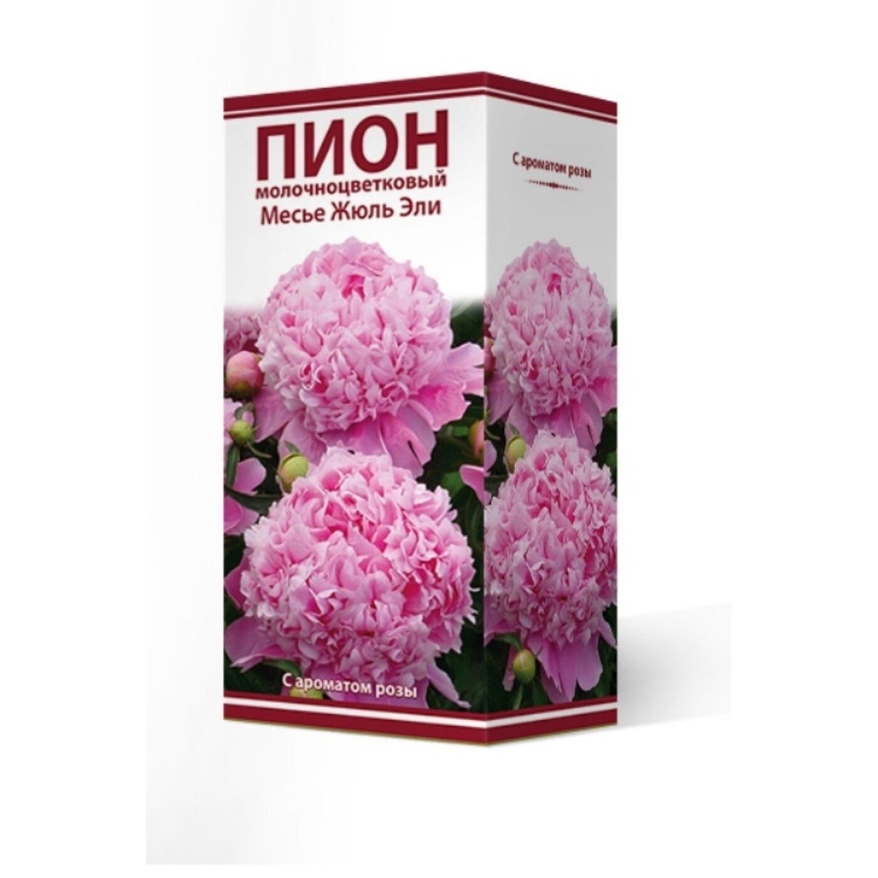 Пион мсье Жюль Эли