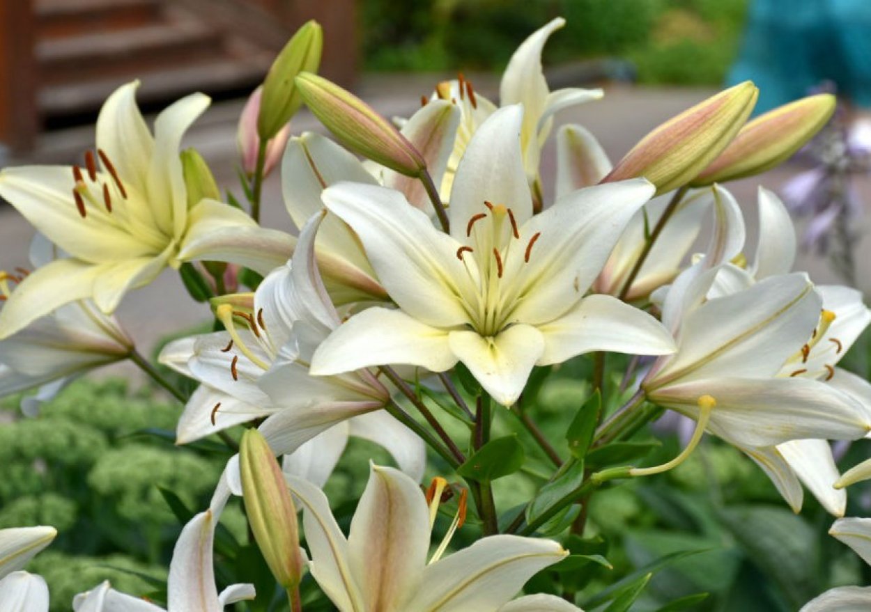 Лилия белоснежная-Lilium