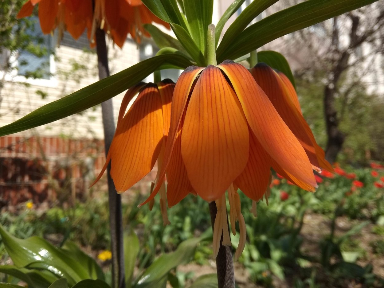 Рябчик Императорский Царская корона