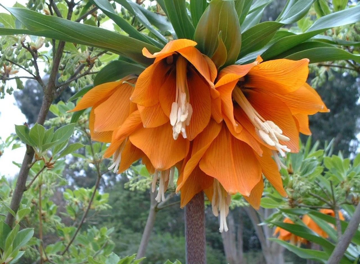 Рябчик Императорский Царская корона