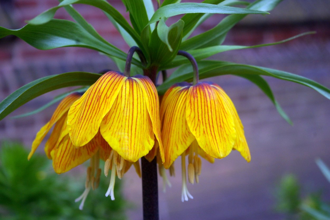 Рябчик-фритиллярия Империалис Аврора