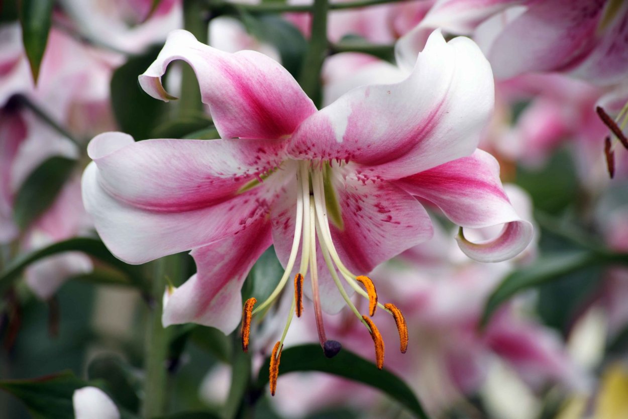 Королевский цветок Геншин