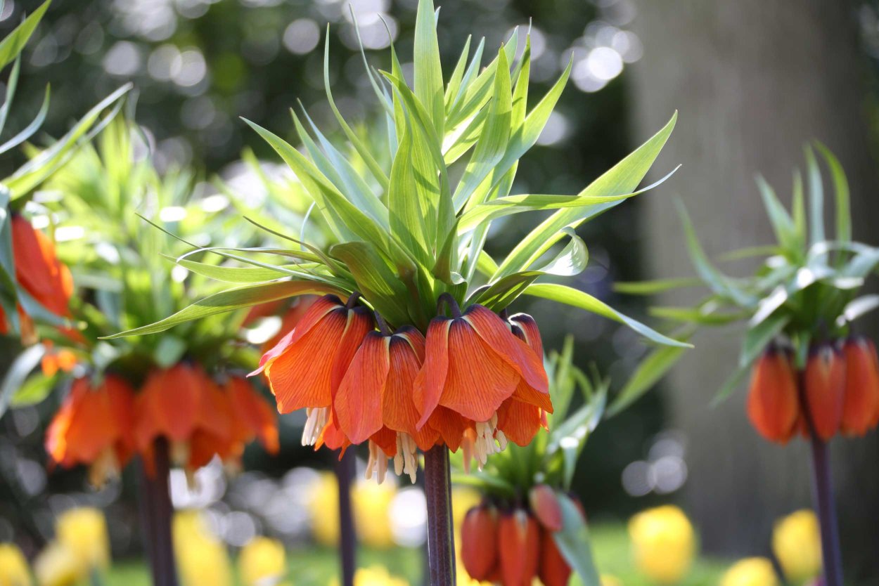 Рябчик Императорский Аврора