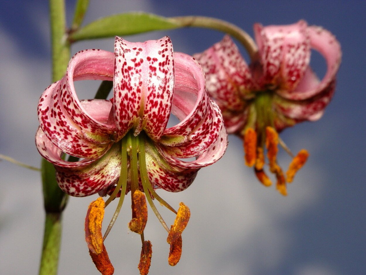 Лилия саранка