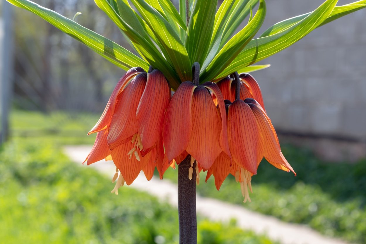 Цветок фритиллярия рябчик Императорский