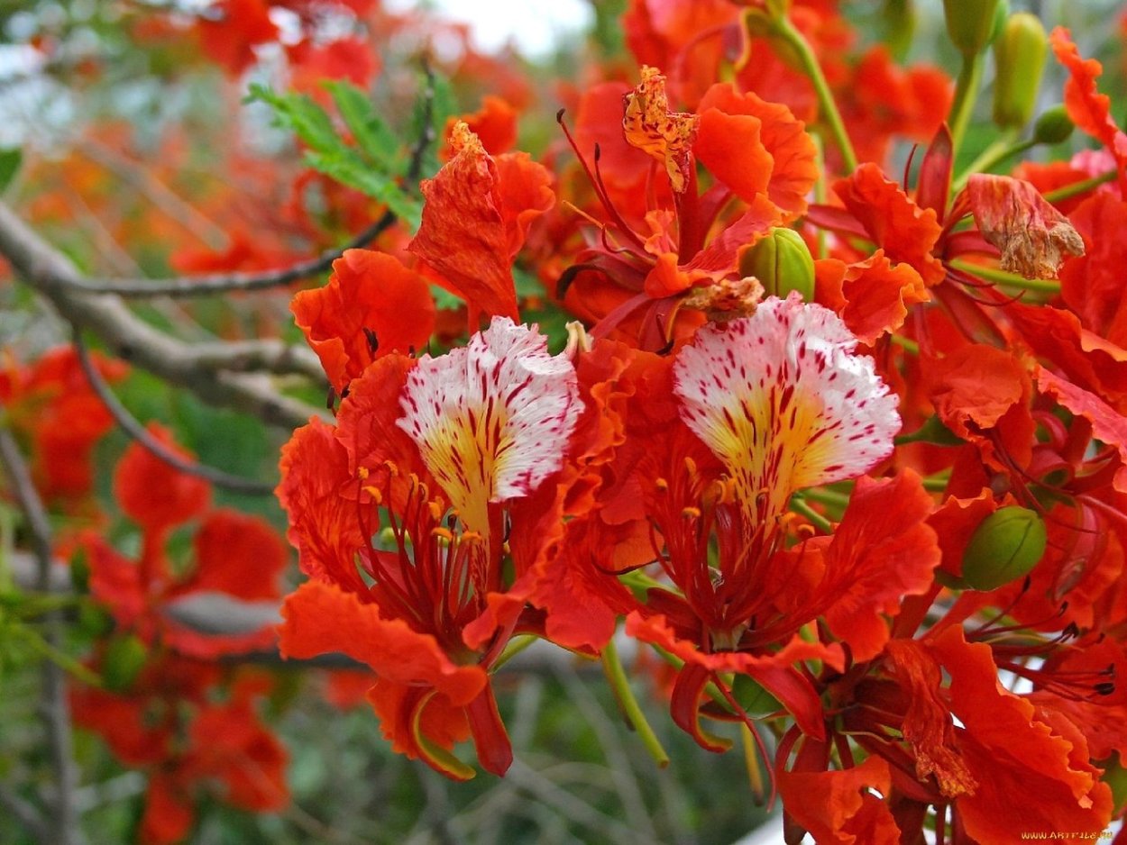 Огненное дерево Делоникс