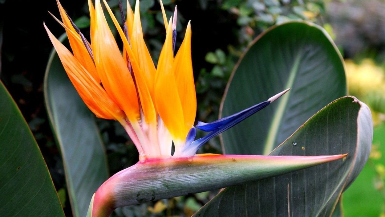 Стрелиция Райская птица