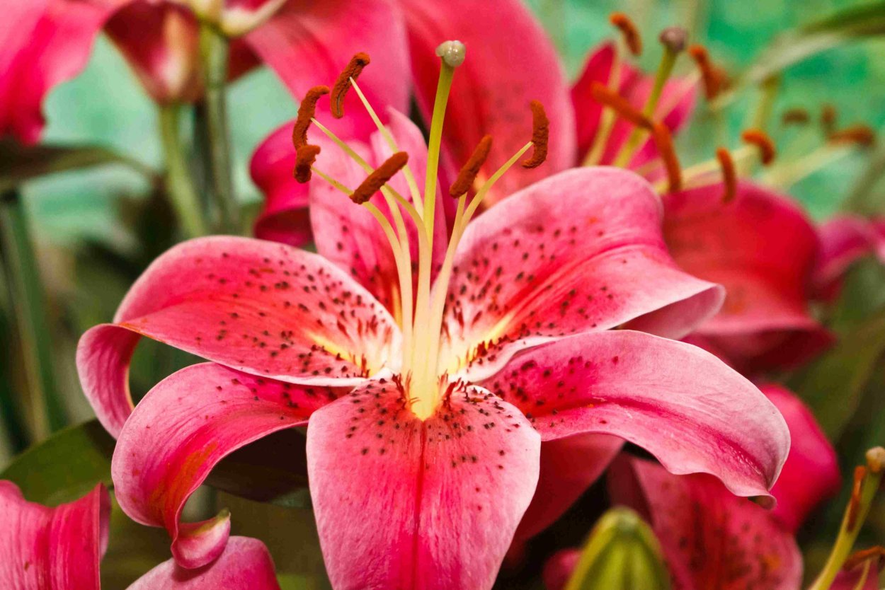 Лилия Пинк Альмерия