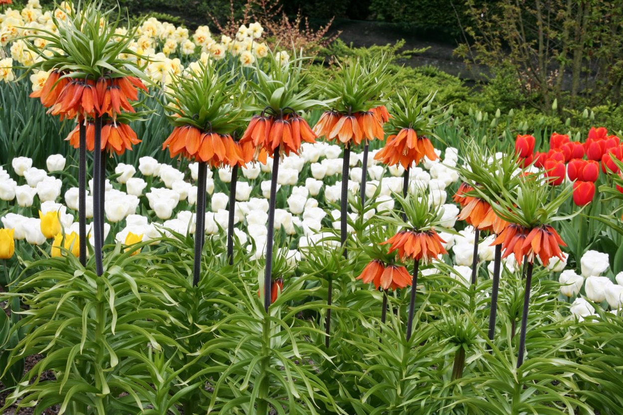 Фритиллярия оранж (рябчик)