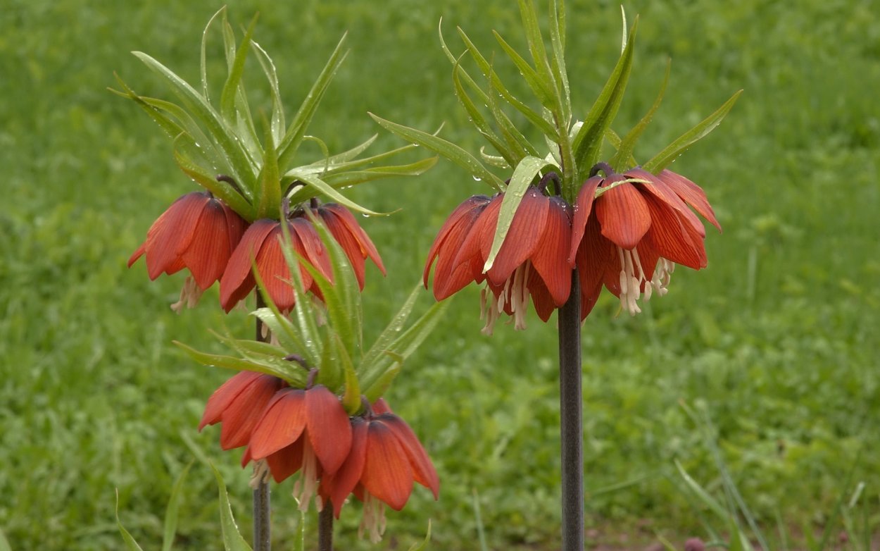 Фритиллярия Гарланд Стар