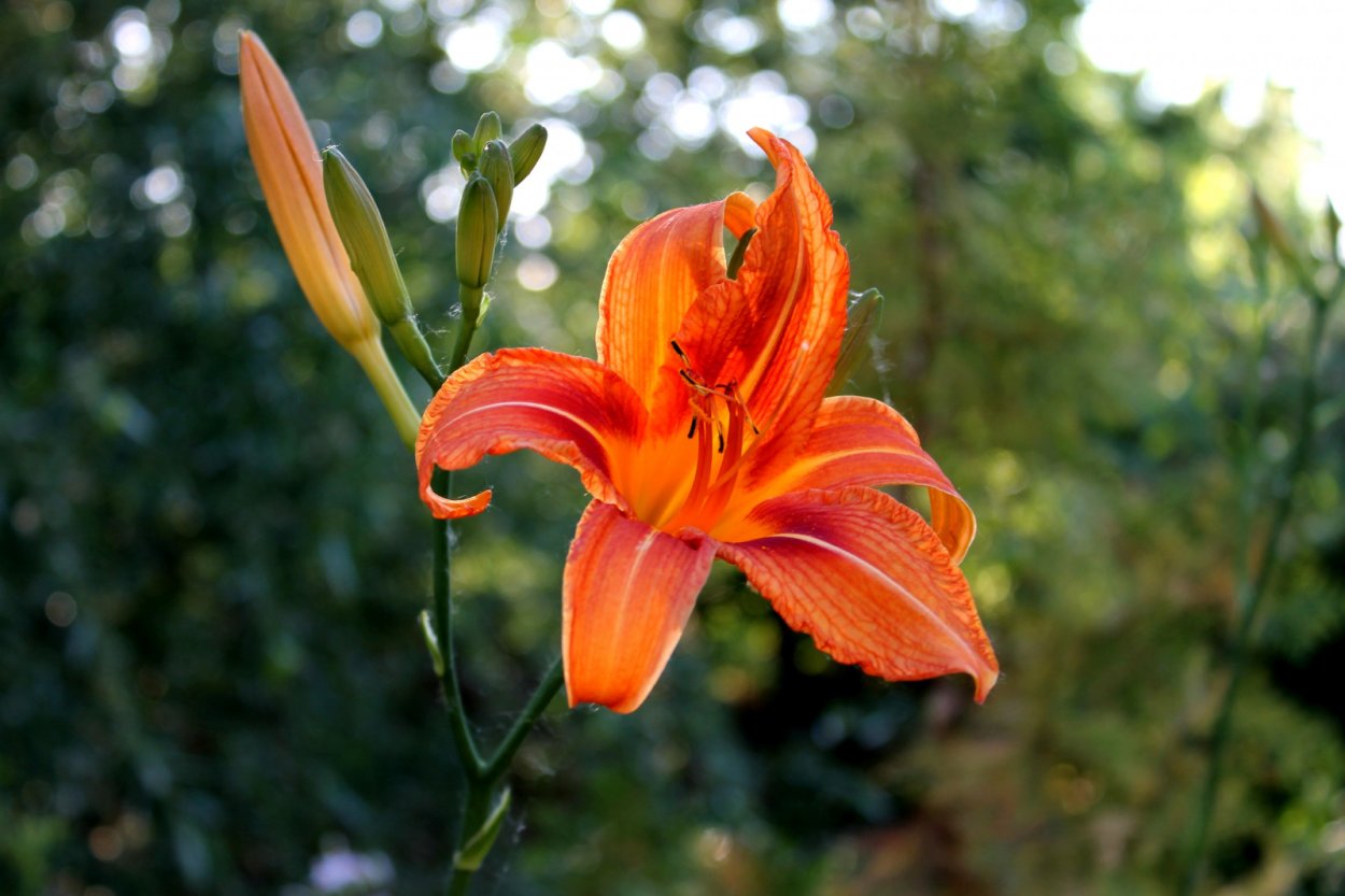 Оранжевая Королевская Лилия