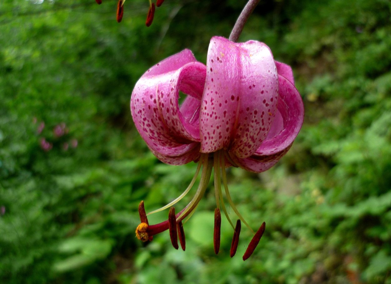 Лилии мартагон «Purple»