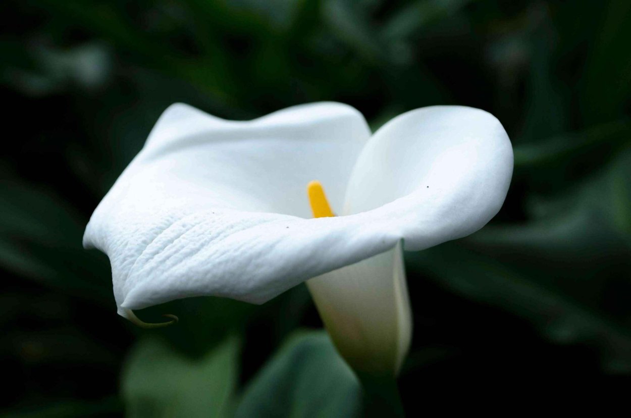 Пестик цветка