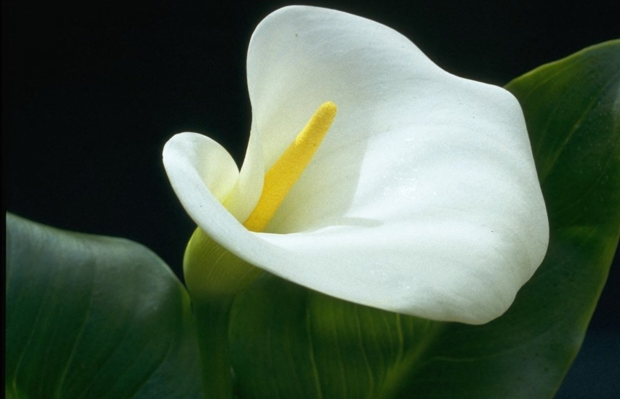 Белокрыльник (Калла)