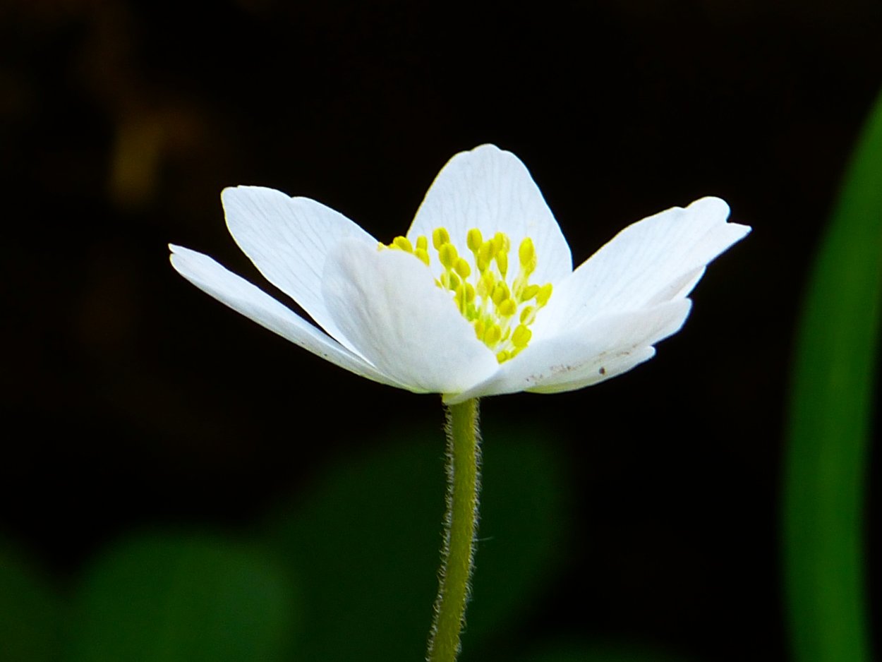 Весенний букет ветреница белая