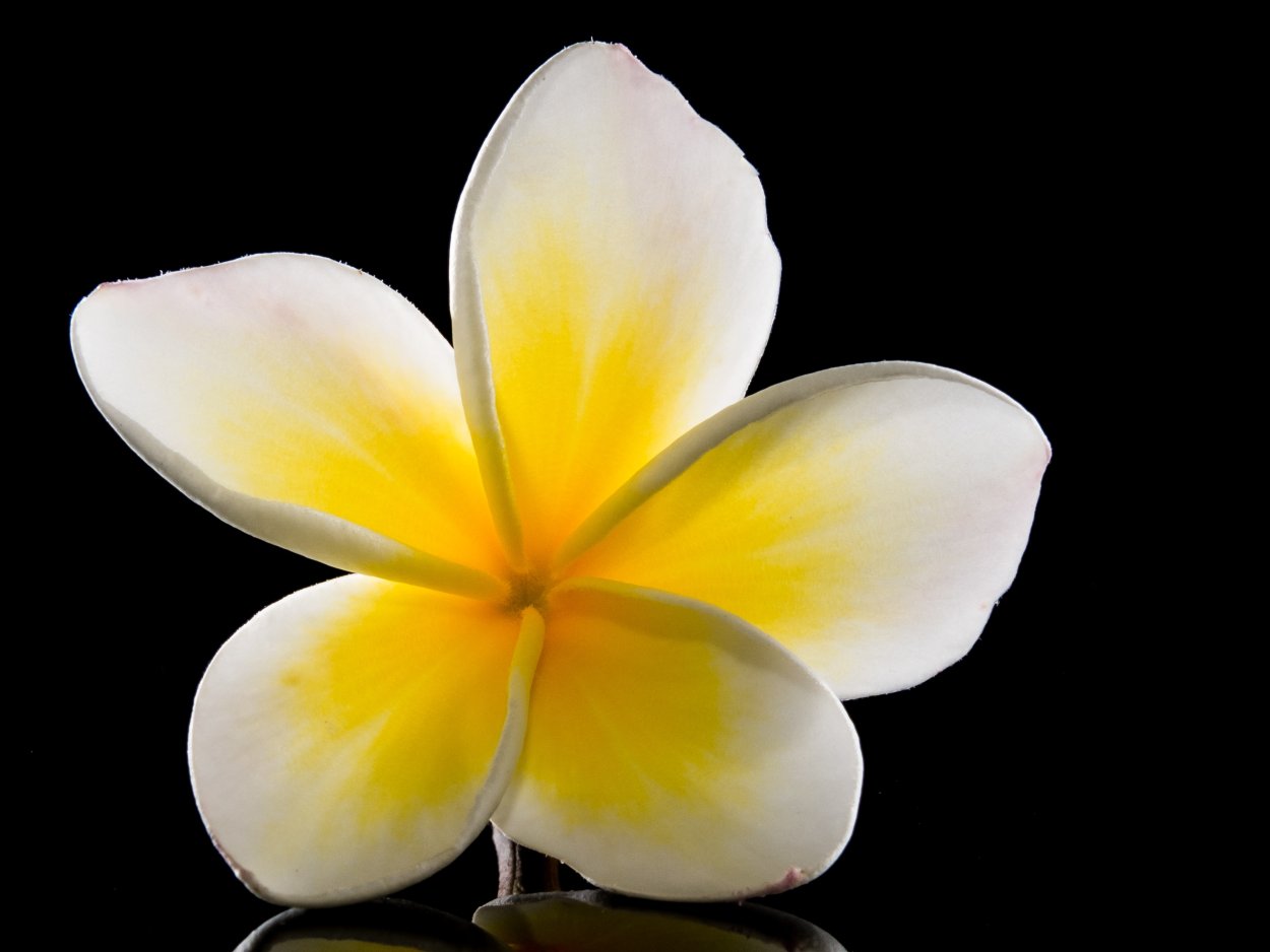 Yellow Frangipani Flower