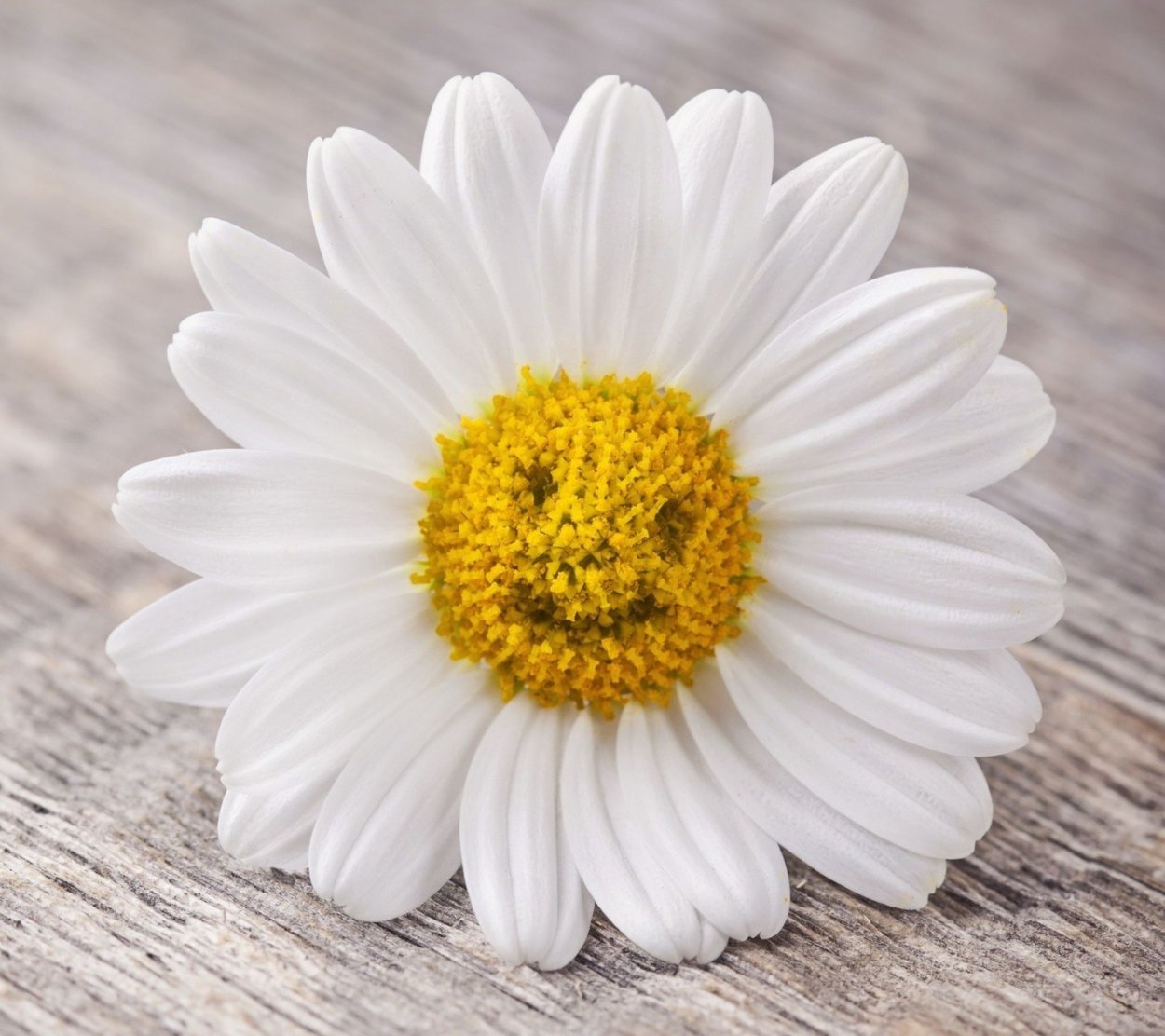 Ромашка Амелия