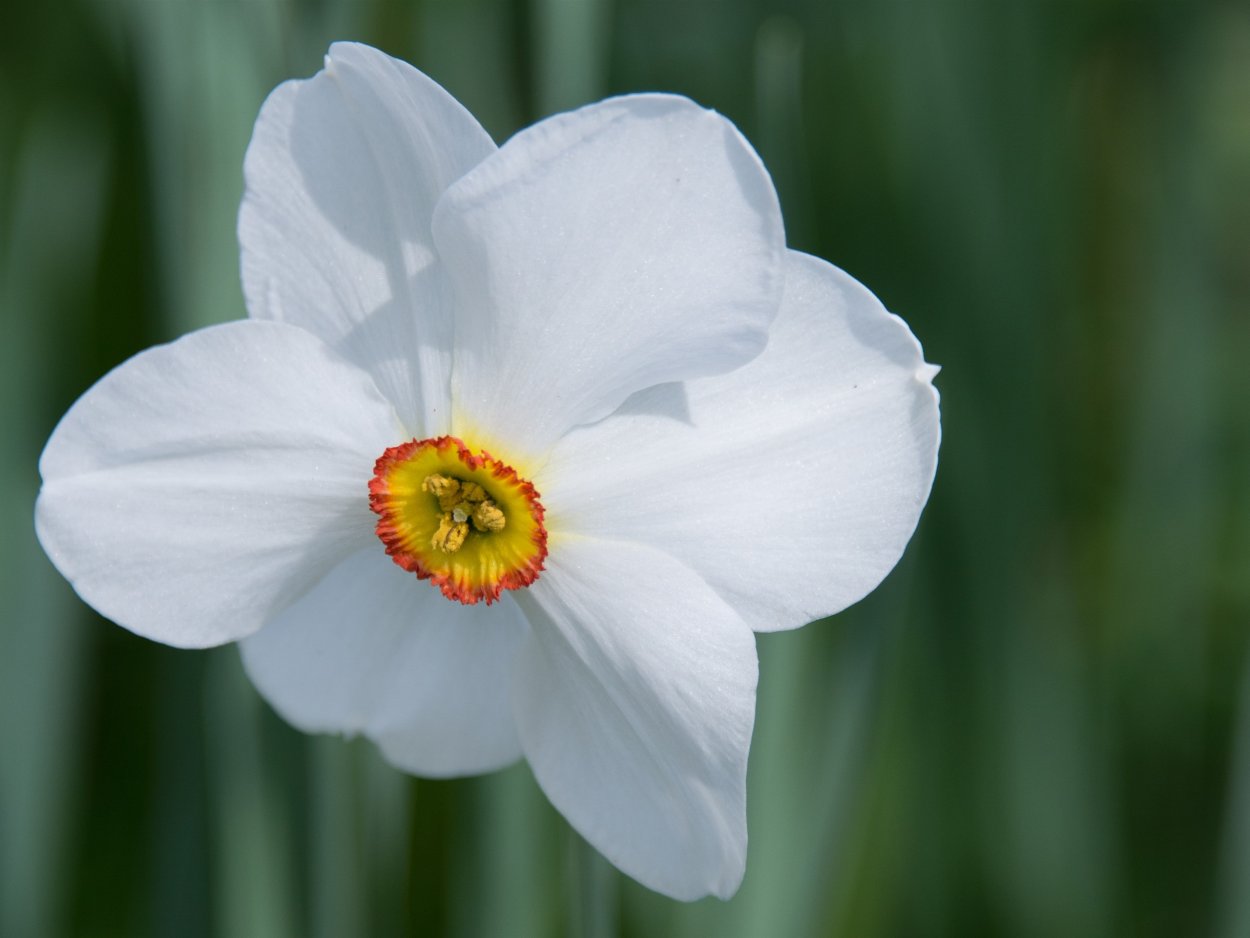 Нарцисс Колбланк