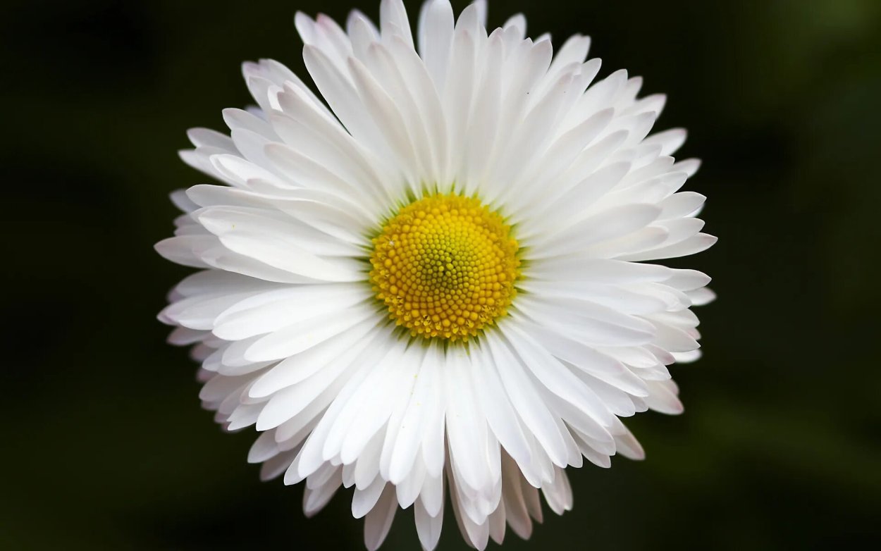 Дейзи Фловер