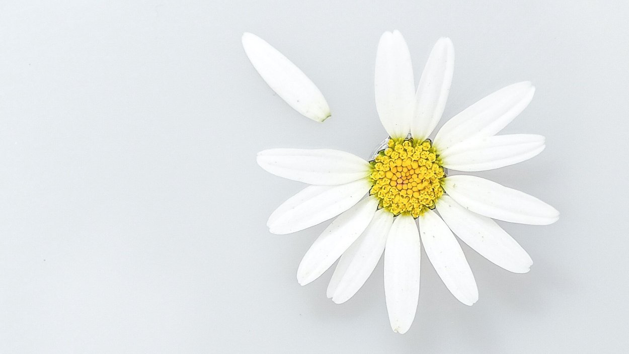 Ромашка Минимализм