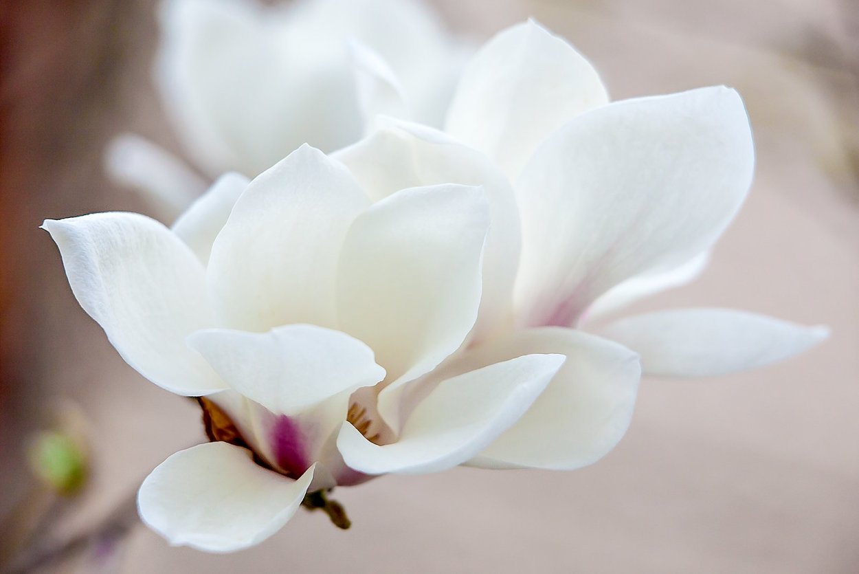 Лилия Магнолия