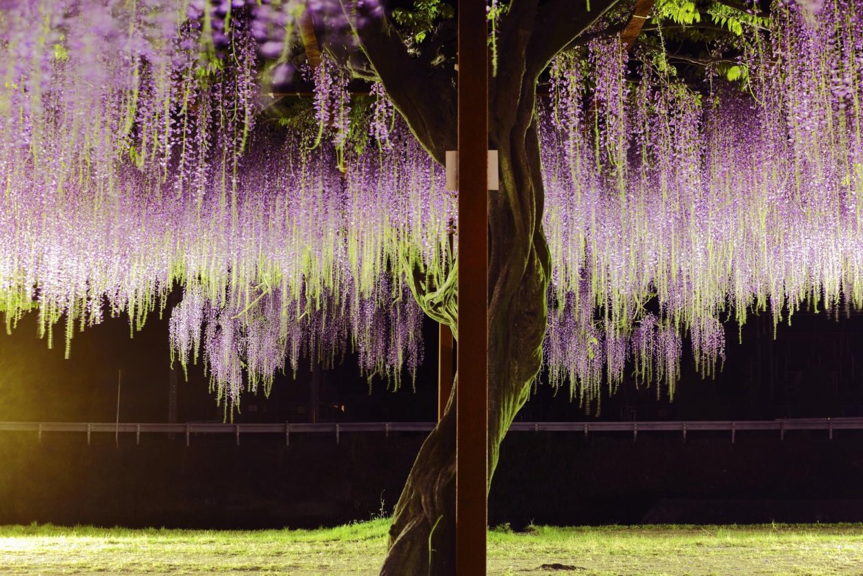 Дихондра Эмеральд Фоллс