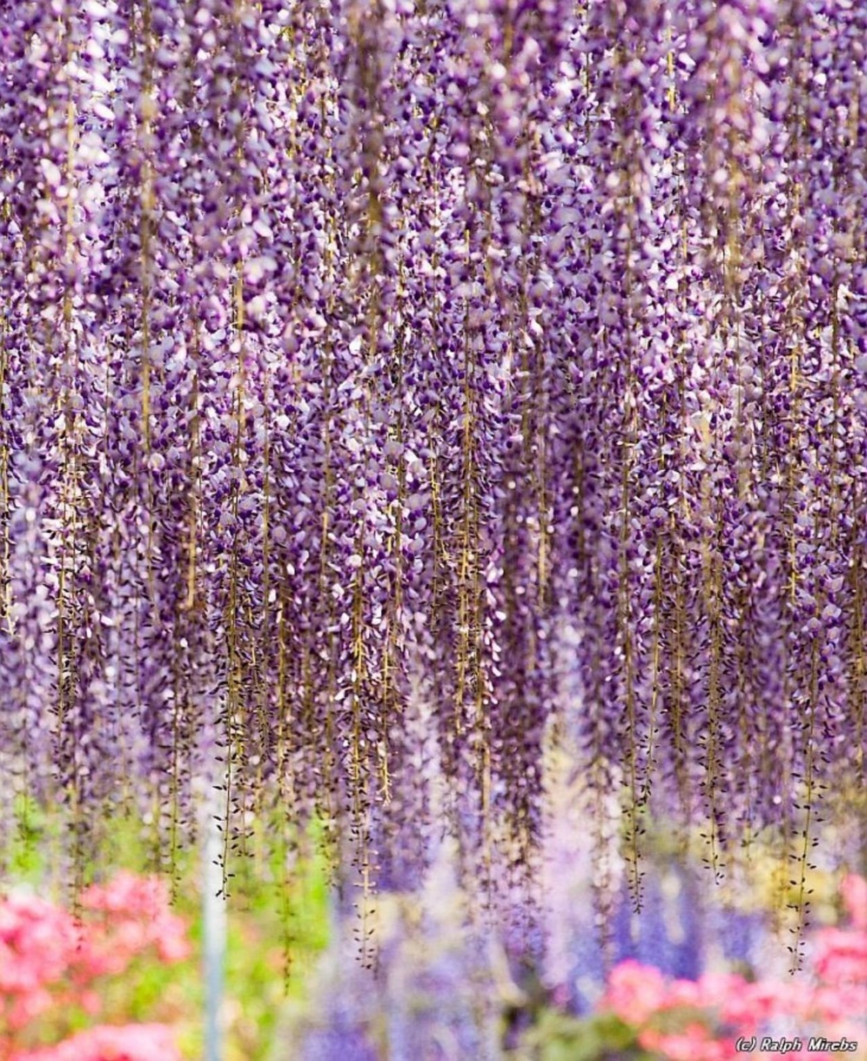 Гавриш дихондра ампельная